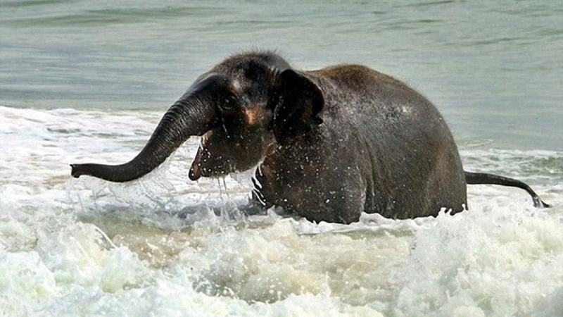 Illustration for article titled Here's an adorable baby elephant gallivanting around at the beach